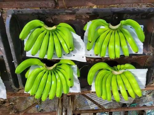 国产在线大香蕉  第2张